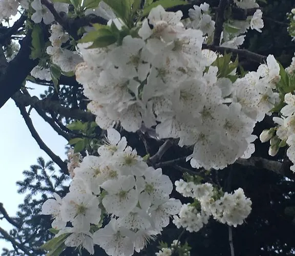 Bed & Breakfast Mariposa Monvalle